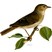 Garden Warbler